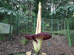 5 Tumbuhan Langka di Indonesia dan Daerah Asalnya