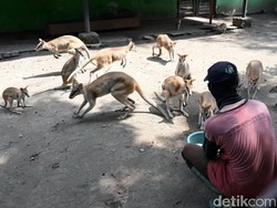 Hanya Mampu Bertahan hingga Juli, Solo Zoo Buka Program Adopsi Satwa