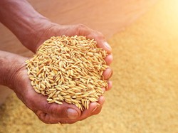 BPS Jelaskan soal Data Tunggal Produksi Pangan Nasional