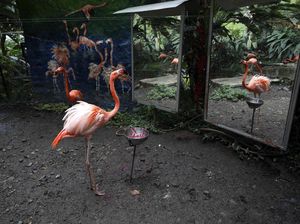 Potret Muram Satwa Kebun Binatang Bertahan di Tengah Wabah Corona