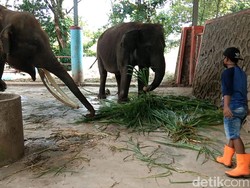 Dana Perawatan Satwa di Semarang Zoo Hanya Cukup untuk 3 Bulan