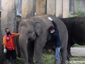 Kunjungan Sepi, Penghuni Taman Satwa Jurug Lebih Gembira