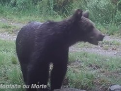 Beruang Turun Gunung, Terlihat Lagi Setelah 150 Tahun Menghilang