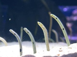 Belut Taman di Jepang Jadi Pemalu, Kini Kamu Cuma Bisa Video Call