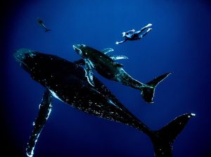 Aktivitas Manusia Berkurang, Paus Kembali Jadi Raja Lautan Aktivitas Manusia Berkurang, Paus Kembali Jadi Raja Lautan