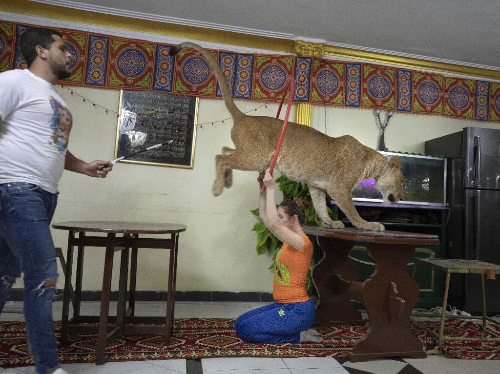 Sirkus Ditutup, Singa Ini Beraksi di Apartemen Sirkus Ditutup, Singa Ini Beraksi di Apartemen