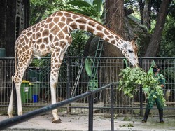 Efek Lockdown, Ada Ledakan Kelahiran Bayi Hewan di Kebun Binatang