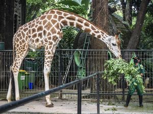 Efek Lockdown, Ada Ledakan Kelahiran Bayi Hewan di Kebun Binatang Efek Lockdown, Ada Ledakan Kelahiran Bayi Hewan di Kebun Binatang