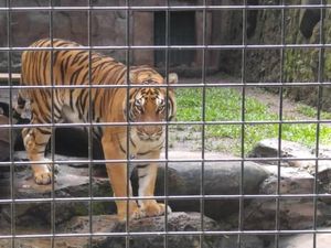 Imbas Corona, Harimau Dipuasakan karena Kebun Binatang Kesulitan Beri Makan