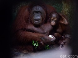 TRMS Banjarnegara Tutup Gegara Corona, Orang Utan Ini Diajak Jalan-jalan