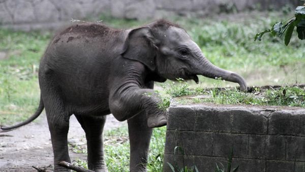Lucunya Tingkah Polah Bayi Gajah Sumatera di Gembiraloka Zoo