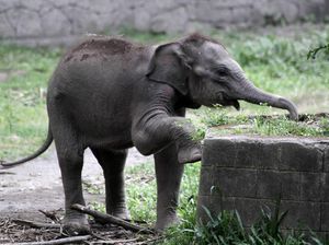 Lucunya Tingkah Polah Bayi Gajah Sumatera di Gembiraloka Zoo