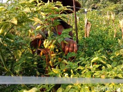 Corona Mewabah, Petani di Blitar Bingung ke Mana Harus Jual Cabai