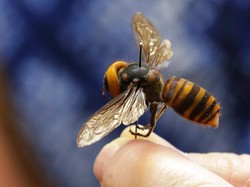 Fakta Menarik Tawon Pembunuh yang Invasi Amerika