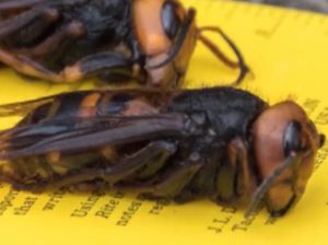 Misterius! Tawon Asia Raksasa Ditemukan di Amerika Misterius! Tawon Asia Raksasa Ditemukan di Amerika