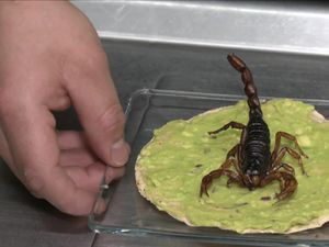Kriuk Enak! 5 Makanan Eksotik Ini Pakai Campuran Kalajengking Kriuk Enak! 5 Makanan Eksotik Ini Pakai Campuran Kalajengking