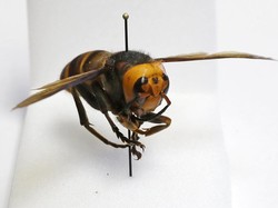 Sarang Pertama Tawon Raksasa Asia Ditemukan di AS, Ilmuwan Bergerak!