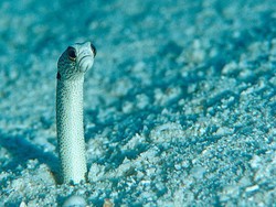 Belut Lupa dengan Manusia, Akuarium Jepang Fasilitasi Panggilan Video