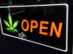 Ganja Legal Makin Langka di Masa Pandemi Corona