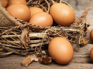 Alasan Pemerintah Larang Telur Infertil Beredar di Masyarakat