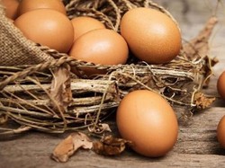 Alasan Pemerintah Larang Telur Infertil Beredar di Masyarakat