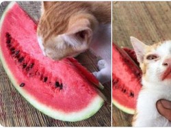 Gemas! Aksi Lucu Kucing Makan Semangka Ini Viral di Medsos