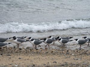 Cara Unik Lindungi Anak Penyu dari Ancaman Burung Camar Cara Unik Lindungi Anak Penyu dari Ancaman Burung Camar