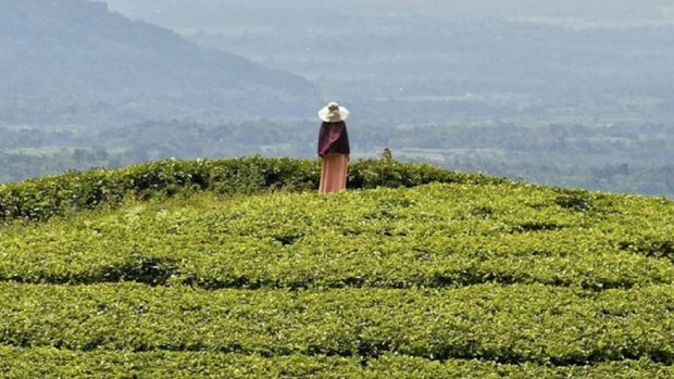 Kebun Teh Jamus