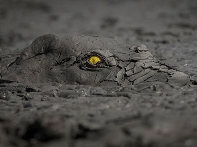 Jawara Kontes Foto Alam yang Bikin Takjub