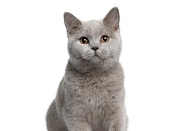 8 Tips Merawat Kucing Saat Pandemi Virus Corona