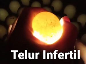 Ini Fakta Seputar Telur Infertil yang Dilarang Pemerintah