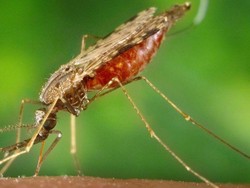 Ilmuwan Temukan Mikroba yang Sepenuhnya Hentikan Malaria
