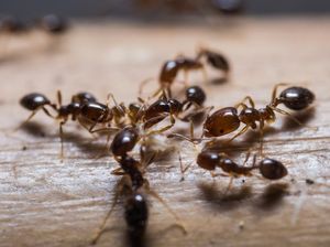 Semut Ternyata Dulunya Punya Sayap Semut Ternyata Dulunya Punya Sayap