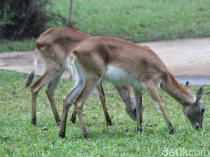 Kisah Sedih dari Bandung Zoo, Rusa dan Angsa akan Jadi Pakan Macan-Harimau