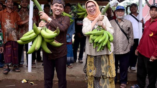 Heboh Karena Adu Mulut, Bupati Lumajang Hobi Panen dan Makan di Sawah
