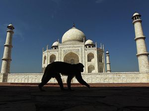 Wisatawan Korea Selatan Digigit Monyet Saat Berkunjung ke Taj Mahal