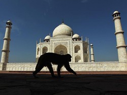 Wisatawan Korea Selatan Digigit Monyet Saat Berkunjung ke Taj Mahal