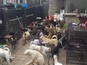 Viral Wanita di Bali Asuh 52 Anjing-Diminta Kurangi Peliharaan Saat Pandemi Viral Wanita di Bali Asuh 52 Anjing-Diminta Kurangi Peliharaan Saat Pandemi