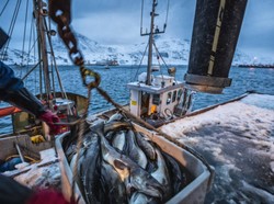Viral Kasus ABK Pencari Ikan di Kapal China, Ini 5 Kasus Serupa yang Pernah Terjadi