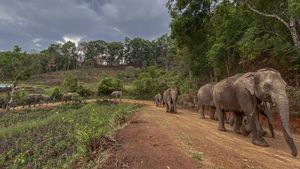 Gajah Thailand Mudik 150 Km Kembali ke Hutan