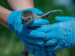 Bayi- Bayi Penguin Diberi Nama Unik untuk Hormati Pahlawan Medis