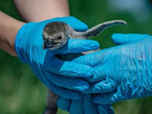 Bayi- Bayi Penguin Diberi Nama Unik untuk Hormati Pahlawan Medis Bayi- Bayi Penguin Diberi Nama Unik untuk Hormati Pahlawan Medis