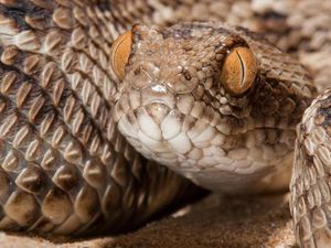 Mengenal Snake Ransomware, Ular Berbisa yang Lumpuhkan Honda