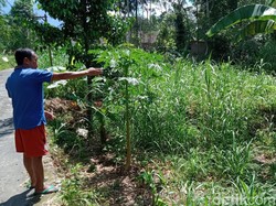 Misteri Auman Misterius Mirip Harimau yang Gegerkan Warga Klaten