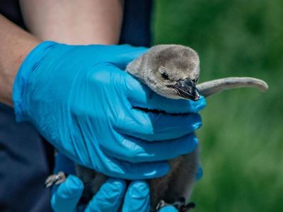 Potret Gemasnya Bayi-bayi Penguin dengan Nama Unik