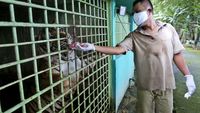 Foto: Satwa Kebun Binatang Medan Bertahan Hidup dari Sumbangan Warga
