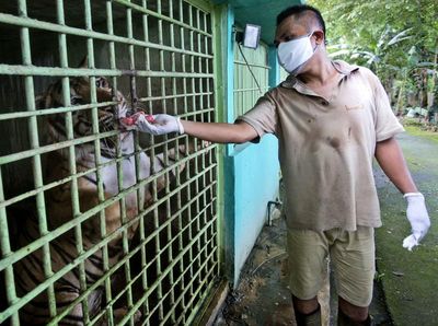 Foto: Satwa Kebun Binatang Medan Bertahan Hidup dari Sumbangan Warga