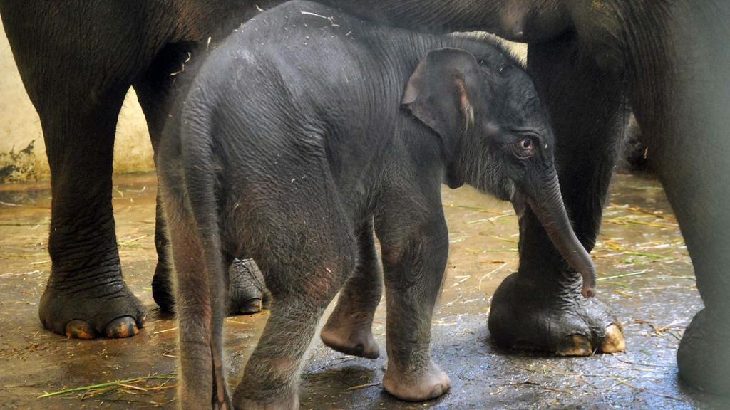 Lahir Saat Pandemi, Bayi Gajah Sumatera Ini Bernama COVID