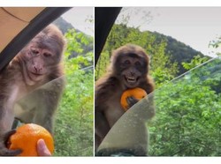 Diberi Jeruk, Reaksi Monyet Ini Bikin Netizen Terharu!
