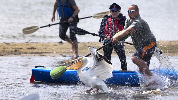 Momen Petugas Evakuasi Pelikan yang Terluka